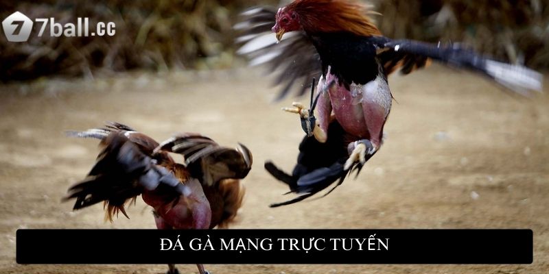 Đá gà mạng trực tuyến: Đỉnh cao giải trí và cơ hội kiếm tiền 1 Đá gà mạng trực tuyến: Đỉnh cao giải trí và cơ hội kiếm tiền