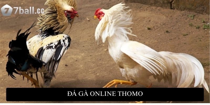 Đá gà online Thomo: Trải nghiệm mãn nhãn và kiếm tiền khủng