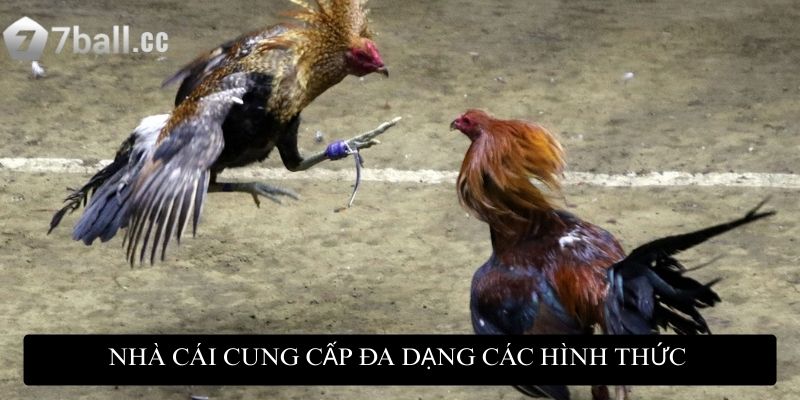 Đá gà mạng trực tuyến: Đỉnh cao giải trí và cơ hội kiếm tiền 3 Nhà cái cung cấp đa dạng các hình thức đặt cược để bạn có thể lựa chọn